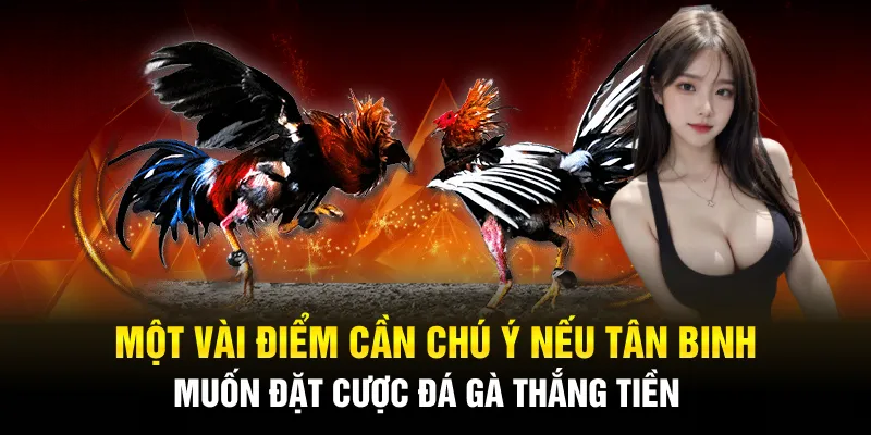 Đá Gà Sunwin – Địa Chỉ Cược Sở Hữu Lượng Truy Cập Khủng